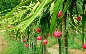 Pitaya-fruit du dragon